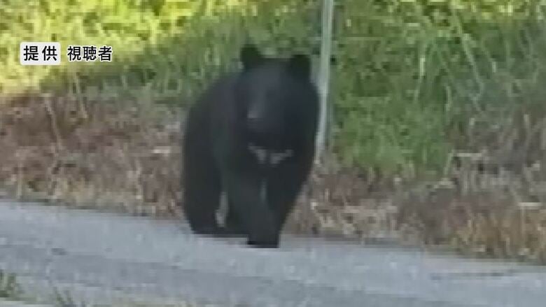 クマが家の近くまで…のそのそと道路を歩く　里地に近づく時期　木曽地域には「出没注意報」｜FNNプライムオンライン