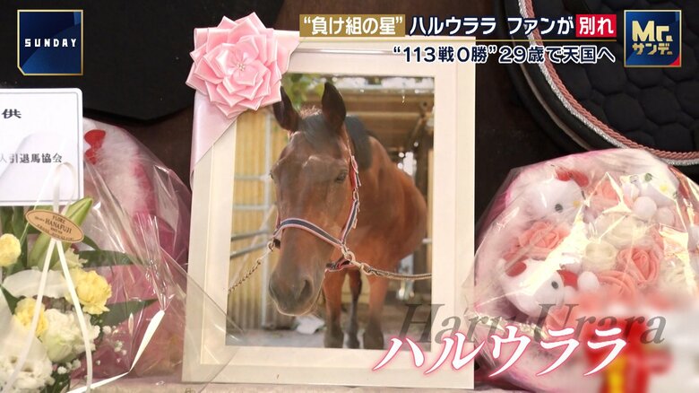 負け組の星「ハルウララ」死す　多くのファンがお別れ　113戦0勝の“生きざま”が照らした道…敗北は“挑戦の証”｜FNNプライムオンライン