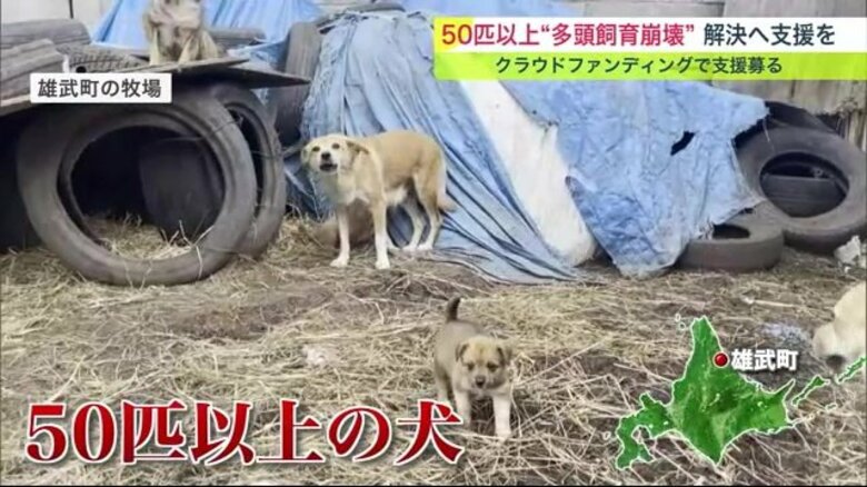 迷い込んだ2匹保護したら50匹以上に…多頭飼育崩壊の犬を救え 資金調達して避妊手術【北海道発】｜FNNプライムオンライン
