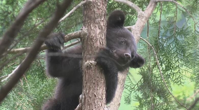 子グマが木の上に居座る　警戒続けるも「下りる様子なし」　子グマ2頭を目撃、1頭は山の方へ　危険性は低いと判断し態勢縮小　長野県内でクマの目撃相次ぐ　長野・朝日村｜FNNプライムオンライン