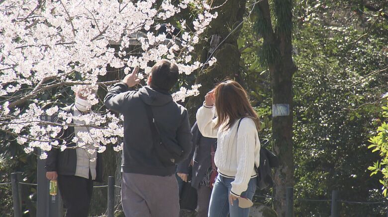 ソメイヨシノの開花 名古屋では「まだ数日かかりそう」　少し開いた蕾を確認も… 愛知の花見の名所では準備進む｜FNNプライムオンライン