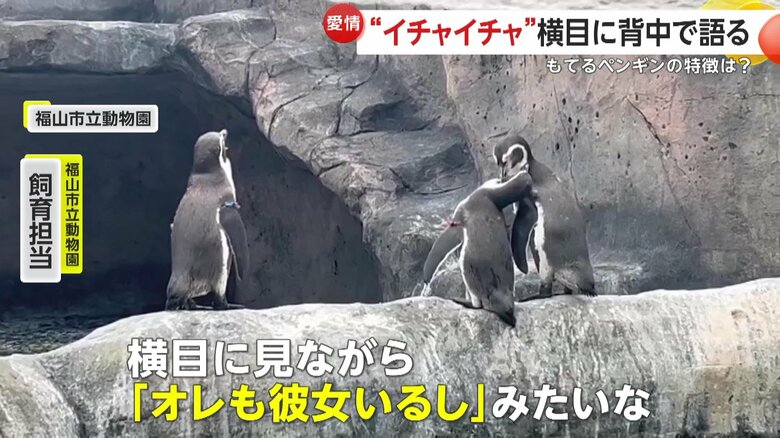 「オレも彼女いるしみたいな」ペンギンの気持ちを代弁した飼育員