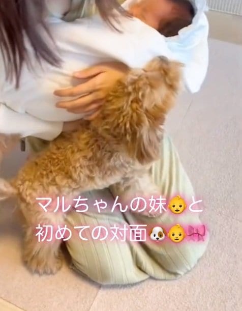 娘さんと初めて会った時のマルちゃん。さっそく興味津々の様子