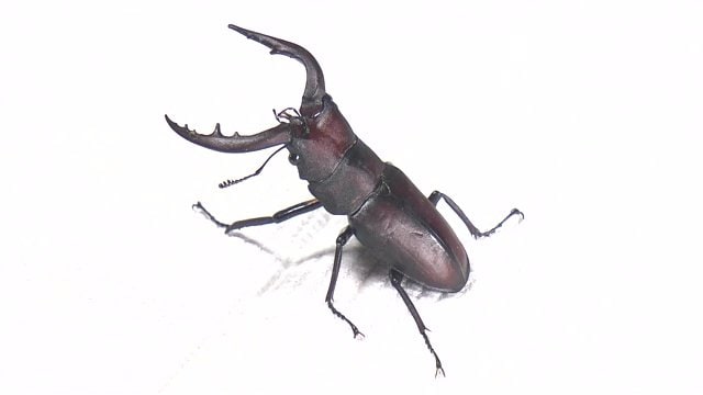 「この時期に見られることは、普通はありません」
