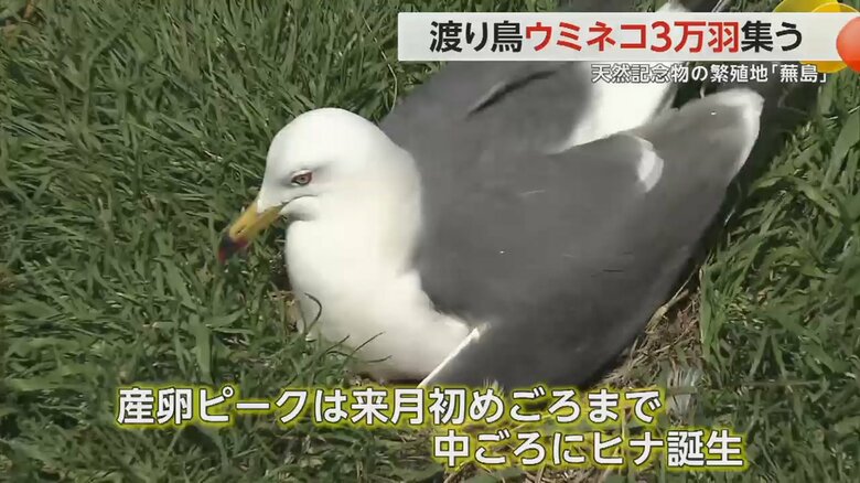 卵を温めるウミネコの様子