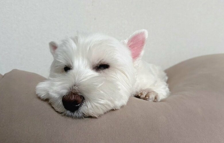 こちらも「歯磨きがしたくなくて寝たふり」中のブレアちゃんだそう