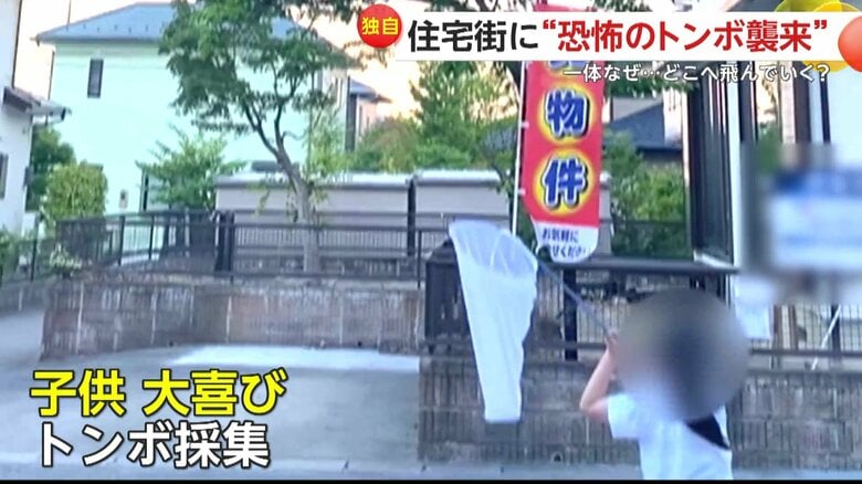 大群で押し寄せていたトンボに大喜びの子ども