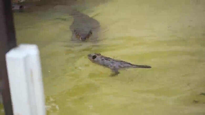 画像提供：甲府市遊亀公園附属動物園