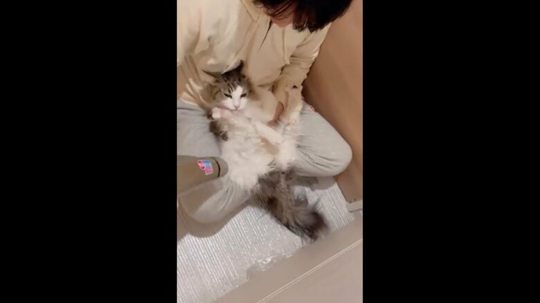 ドライヤー中に毛繕い