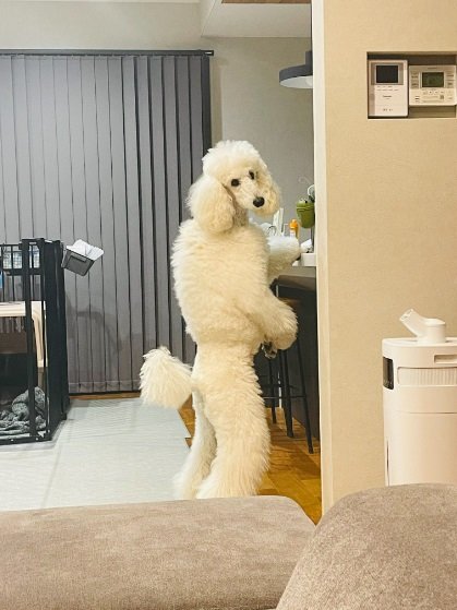 「なんですか？」と言いたげなベルちゃん