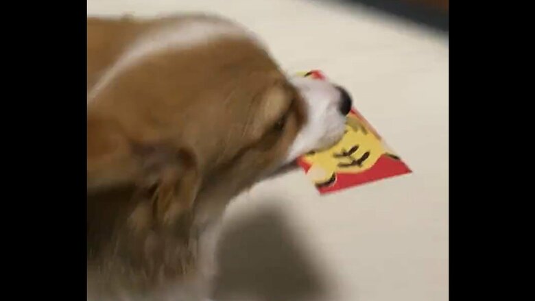 お年玉袋をくわえて逃走　その5