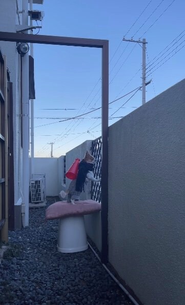 待ち伏せをしていたそらくん（提供：SORA/ちわわさん）