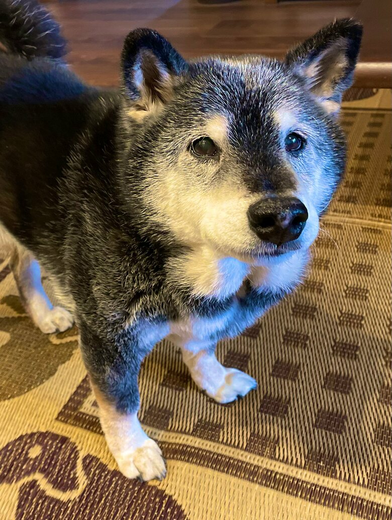 普段はしっかりと元気