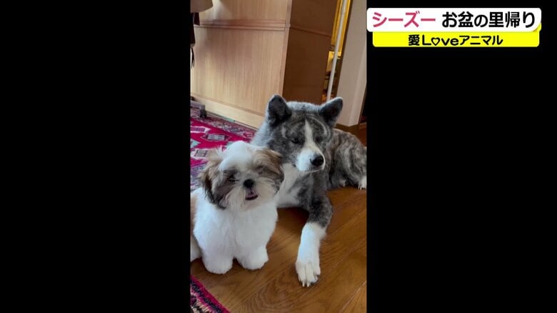 一緒に暮らす秋田犬とも仲良しの「雫来」ちゃん