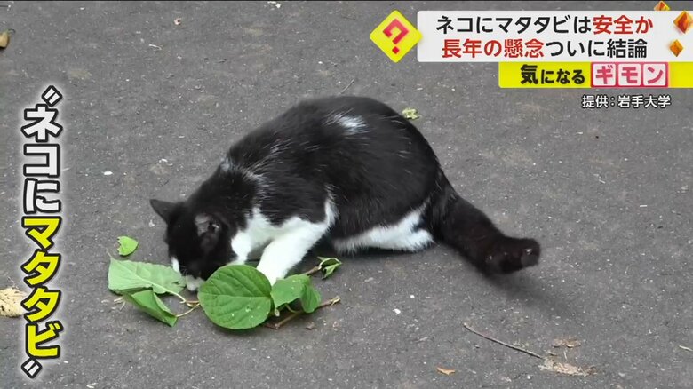 “ネコにマタタビ”ということわざがあるように、ネコはマタタビが大好物
