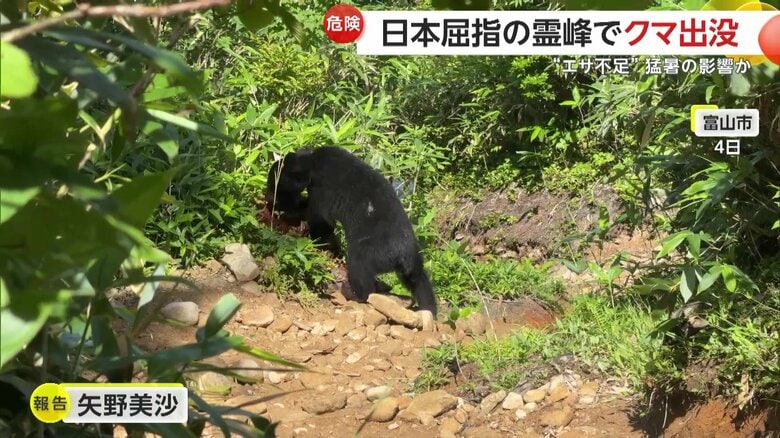 登山道のど真ん中で人を警戒する様子もなく、夢中で木を削るクマ