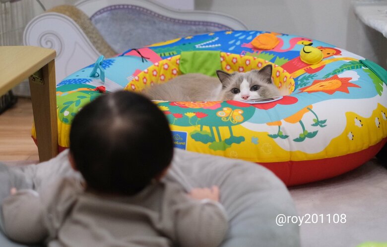 ニャルソック中（提供：ロイ(Roy)くん@ラグドールさん）