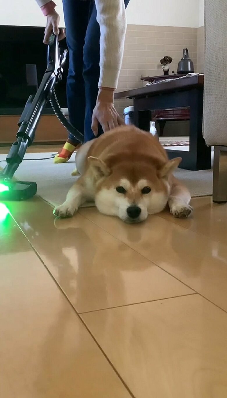飼い主さんはどいてほしくて、ちょいちょいと背中を叩く