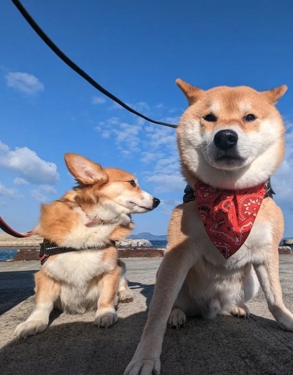 左：コーギーのハルちゃん　右：スティーブくん（提供：柴犬スティーブch【コーギーと猫を添えて】さん）