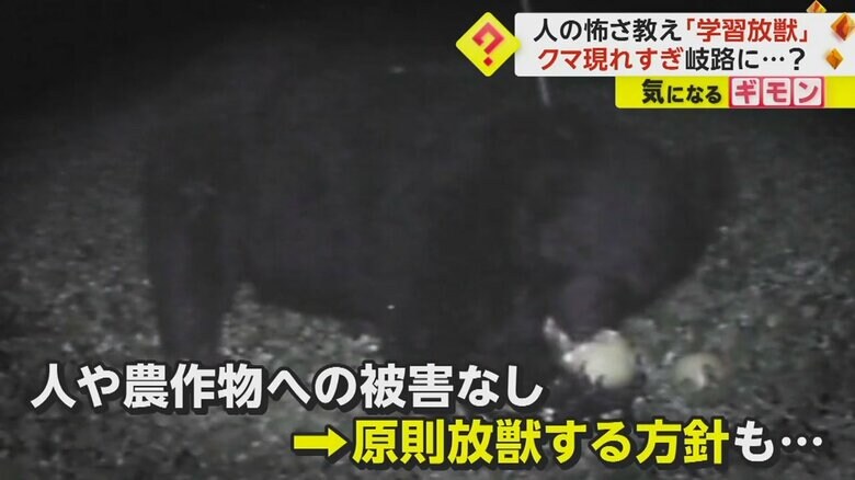 人や農作物に被害を与えなければ、原則、放獣する方針