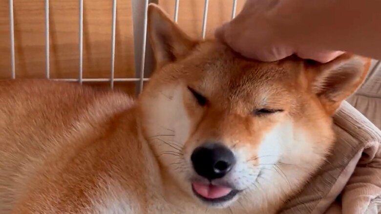 頭をなでられてご満悦