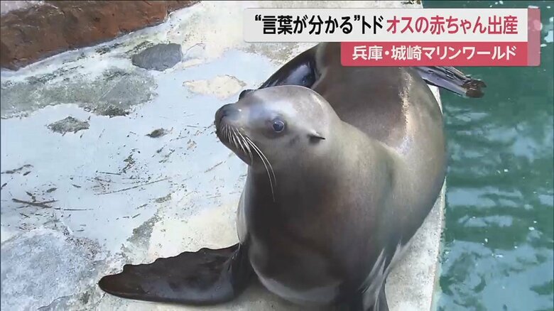 東日本大震災で被災した福島県の水族館からやってきたハマちゃん