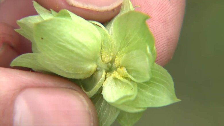 ホップの香りや苦みの素となる黄色い粒「ルプリン」