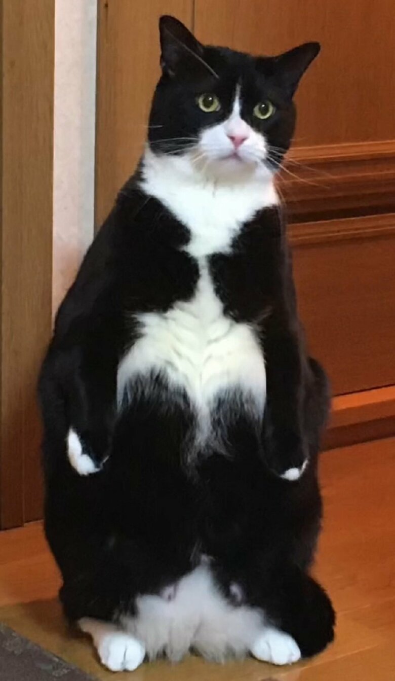 どっしりしている