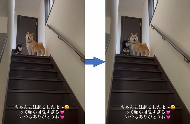 誇らしげな豆ちゃん　顔を寄り添わせる小豆ちゃん