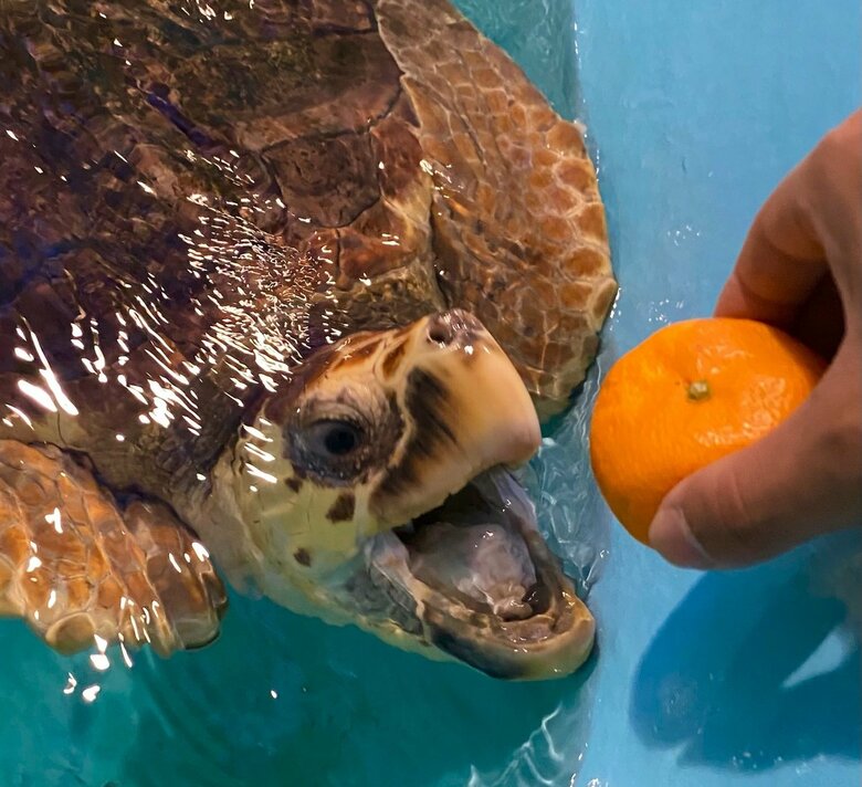 みかんを食べようとするだんごちゃん（道の駅ウミガメ公園公式Twitter：@umigamekouenより）