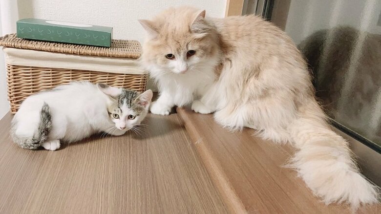 一緒に何かを狙っている