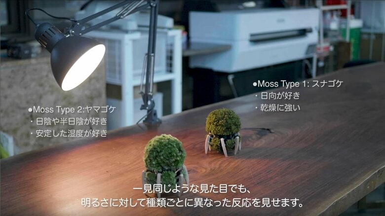 明かりを付けると苦手な種類で反応が分かれた