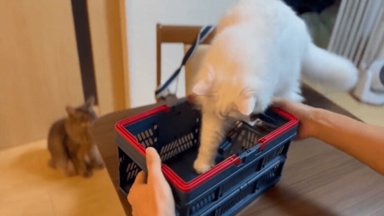 やはり前足から