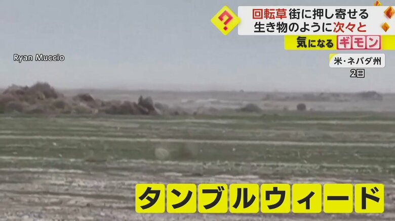 風が吹きすさぶ荒野を転がる枯れ草のかたまり