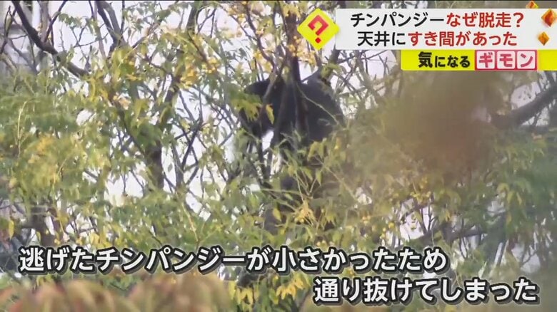 脱走し、大阪・天王寺動物園内の木に登るチンパンジー