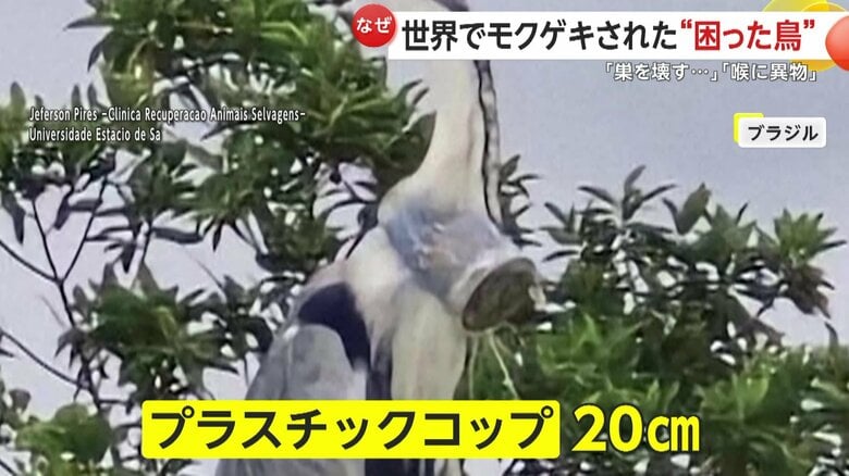 プラスチックのコップをのみ込んでしまったサギ