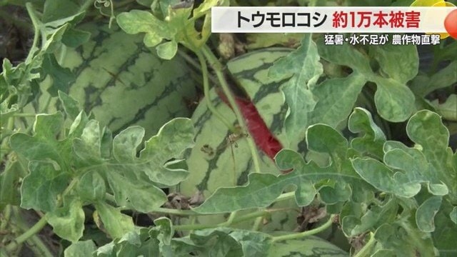 ひびが入り割れてしまったスイカ