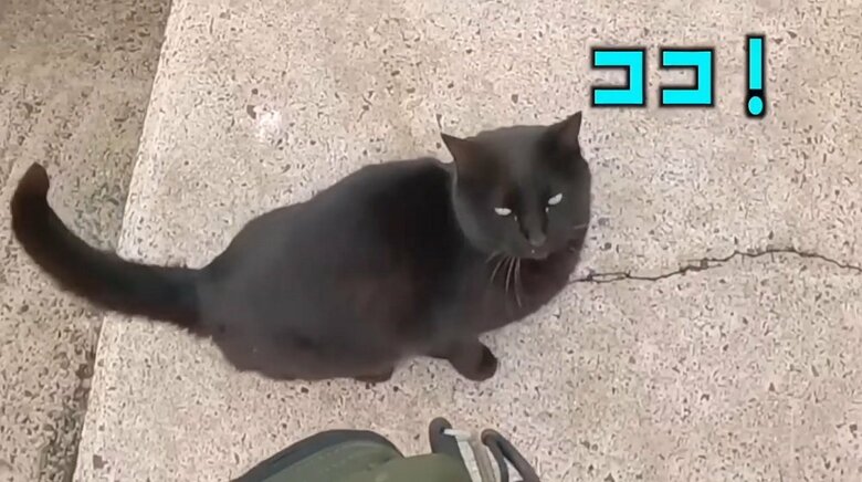 黒ちゃんがある場所で立ち止まる