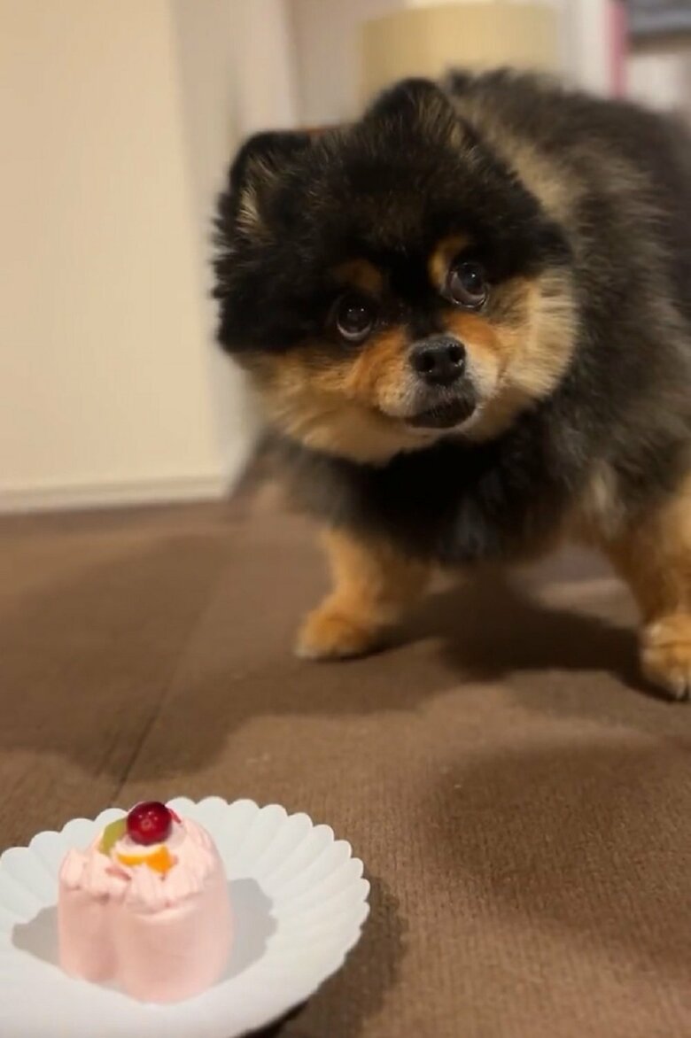 本当かなぁとなかなか食べようとしない