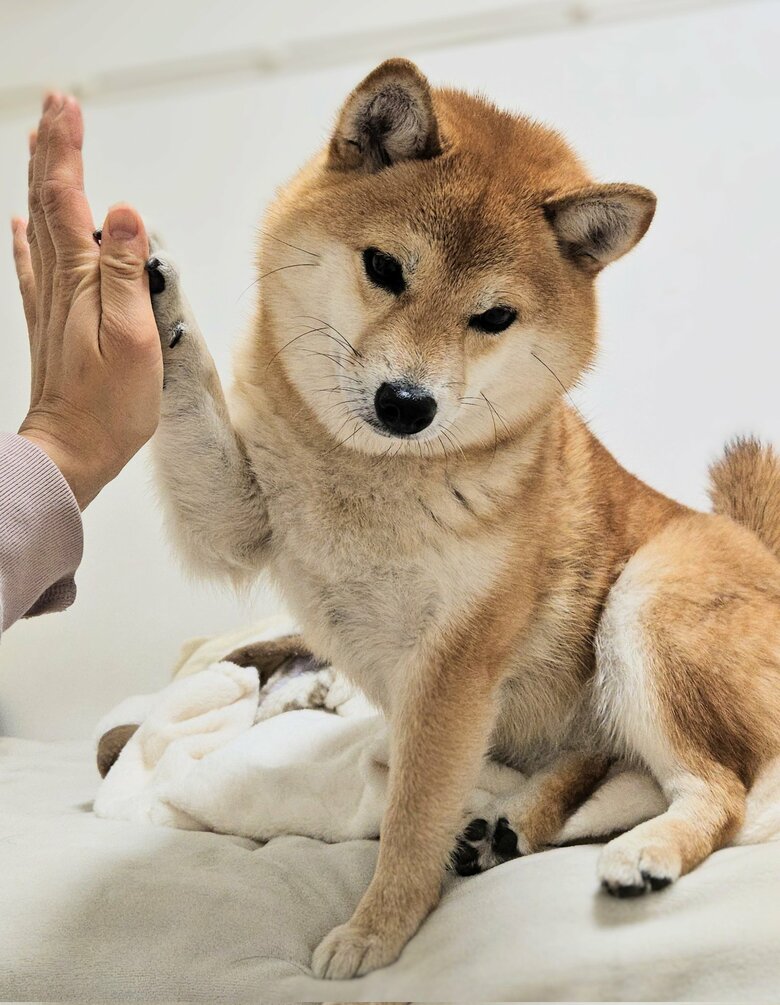 嫌そうにタッチ（提供：kuroazu_beansさん）