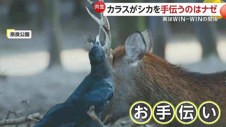 シカのツノの皮を引っ張るカラスの様子