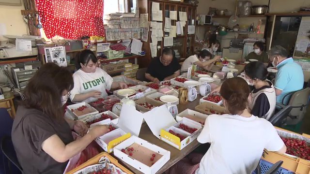 収穫や箱詰め作業　20人ほどの人手が必要に