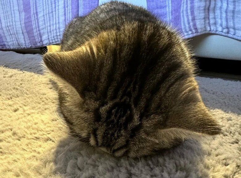 進化版ごめん寝　正面からの様子　しっかり顔がラグに埋まっている…