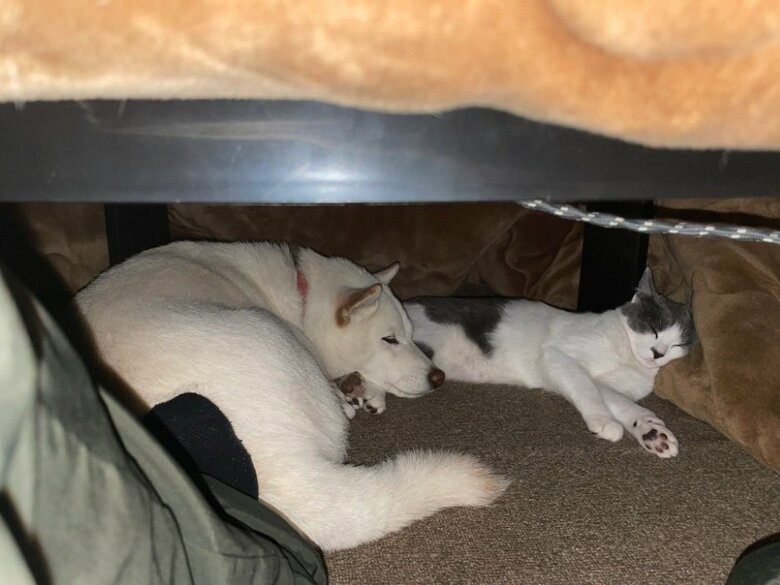 提供：連呼 cubnushi all-starさん