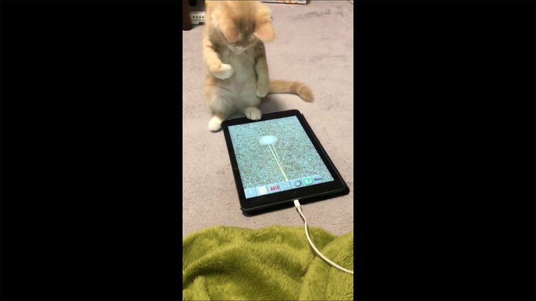 左右に動く猫じゃらしに合わせて揺れている