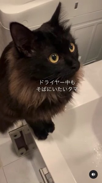 提供：イナタマグラムさん