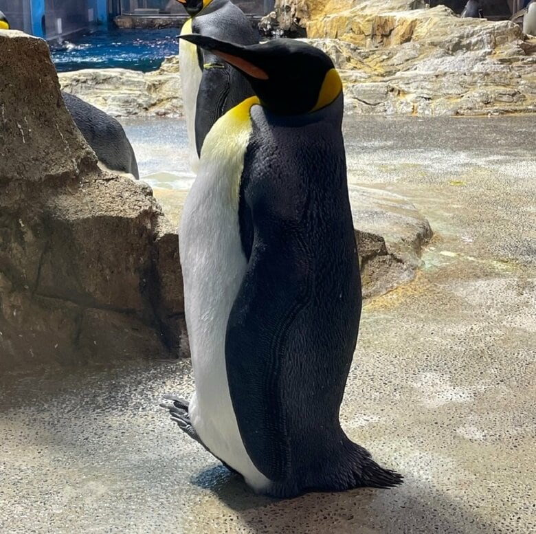 両足や片足のつま先を浮かせて休憩するキングペンギン（提供：長崎ペンギン水族館）
