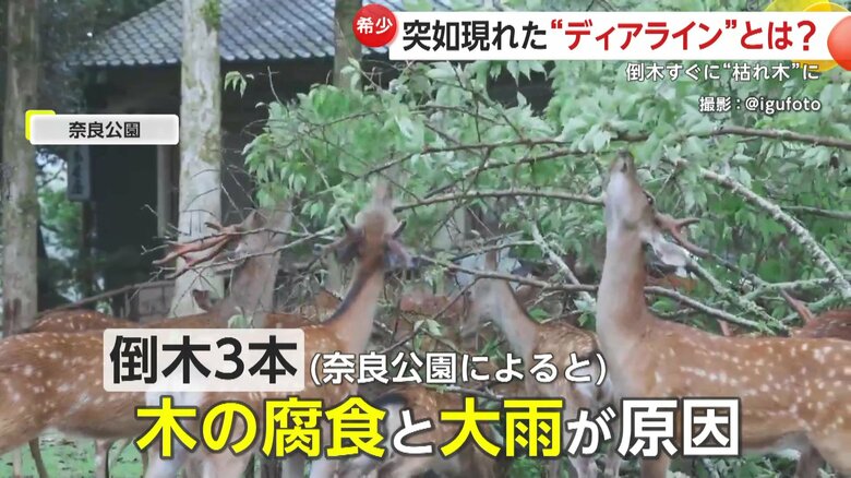 木が腐っていたところに大雨が降ったことが原因とみられる3本の倒木