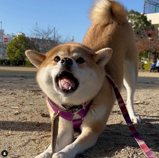 提供：柴犬ゆきちゃん