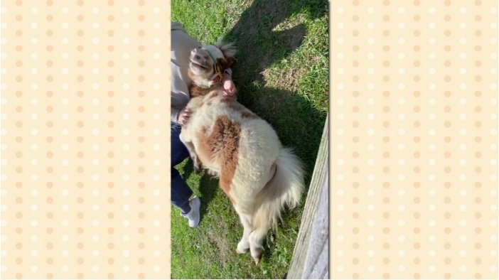 （提供：おひさま牧場）